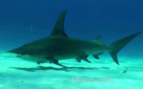 鲨鱼_2