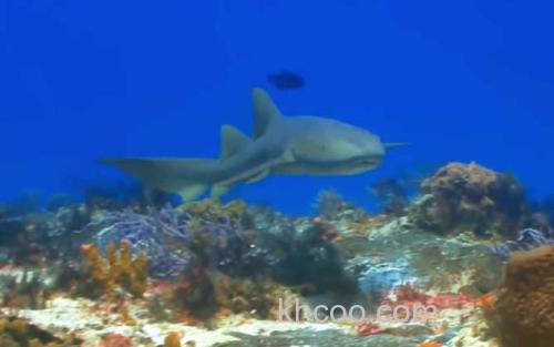 鲨鱼_0