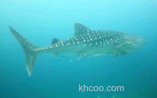 鲨鱼_3