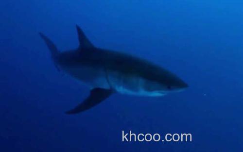 鲨鱼_2