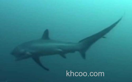 长尾鲨_2