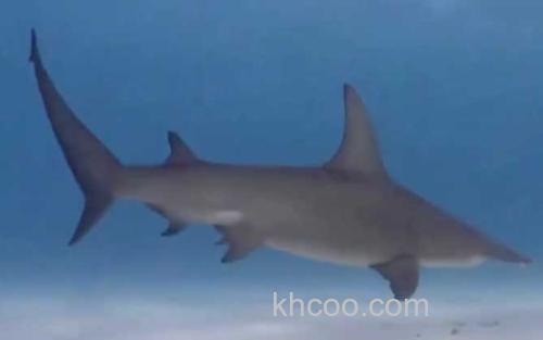 锤头双髻鲨_3