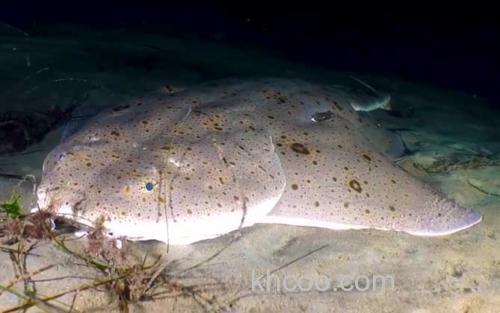 太平洋扁鲨_7