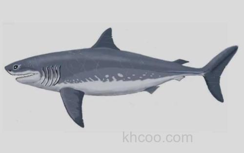白垩刺甲鲨_3