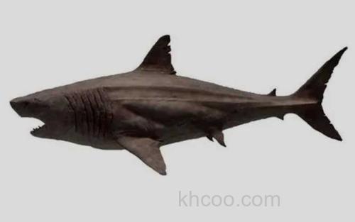 巨齿鲨_9