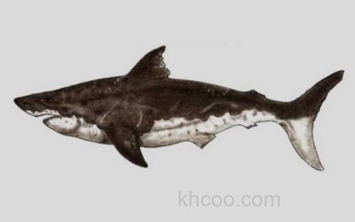 丘布特凯克鲨_7