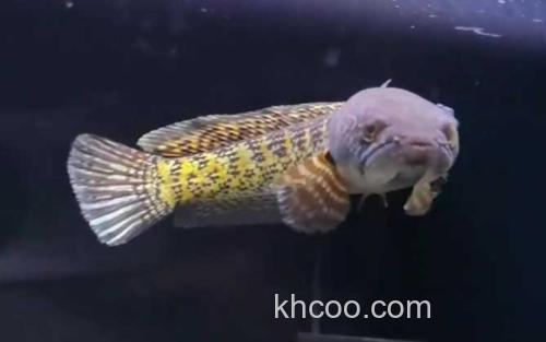 黄金眼镜蛇雷龙_0