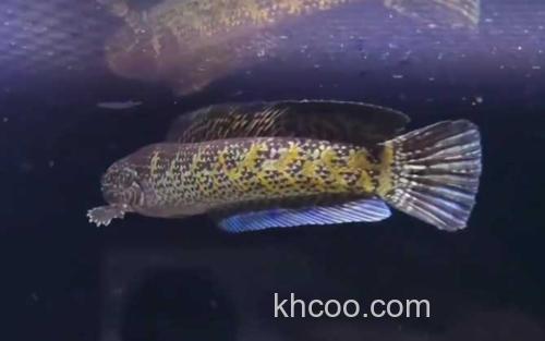 黄金眼镜蛇雷龙_2