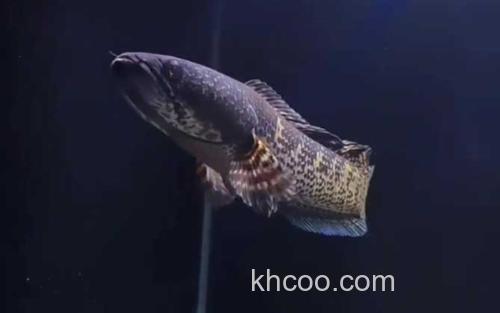 黄金眼镜蛇雷龙_3