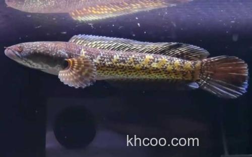 黄金眼镜蛇雷龙_1