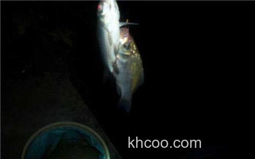夜晚钓鱼_3