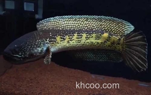 黄金眼镜蛇雷龙_4