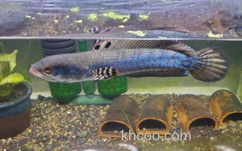 幻彩红宝石雷龙_2