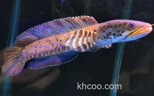 幻彩蓝宝石雷龙鱼_6