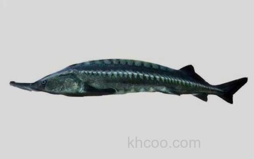 长江鲟_2