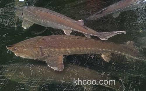 鲟鱼_0
