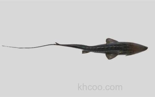 拟铲鲟属_3