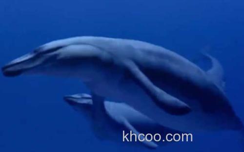 龙王鲸_0