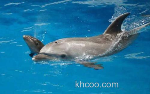 鲸豚兽_0