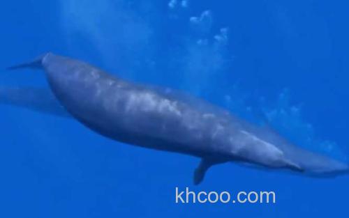 龙王鲸_3