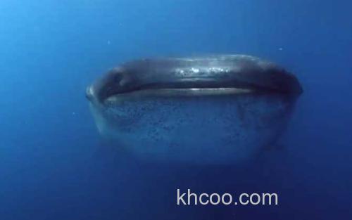 鲸鲨_2