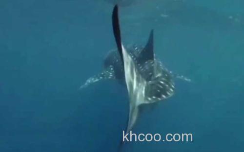 鲸鲨_1