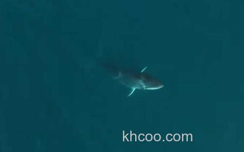 角岛鲸_2
