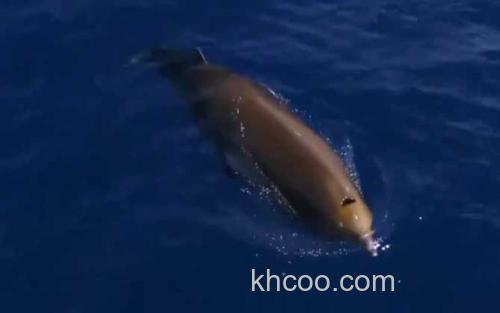 喙鲸_2