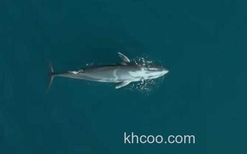 角岛鲸_3