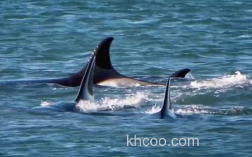 虎鲸_1
