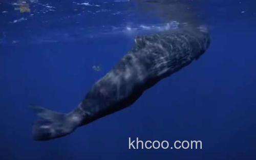 鲸鱼_0
