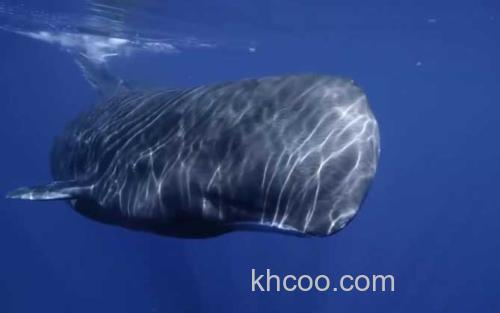 鲸鱼_0