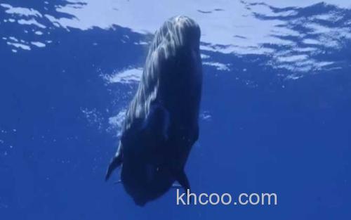 鲸鱼_2