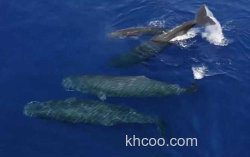 鲸鱼_2