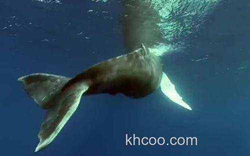 鲸鱼_3