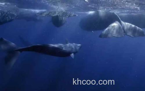 鲸鱼_0