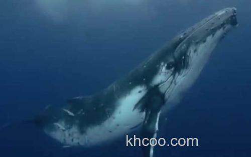 鲸鱼_2
