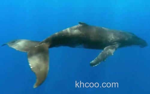 鲸鱼_0