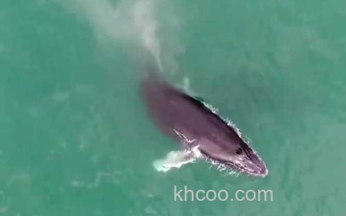 鲸鱼_1
