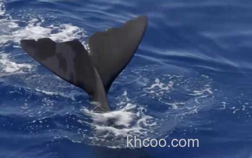 鲸鱼_0