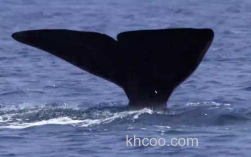 鲸鱼_2