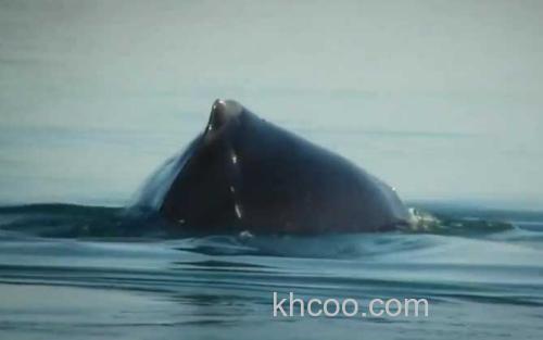 鲸鱼_3