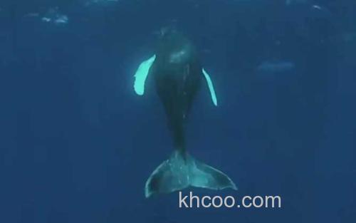 鲸鱼_2