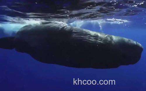 鲸鱼_3