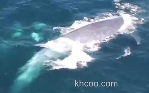 鲸鱼_2