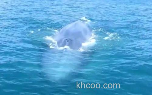 鲸鱼_0