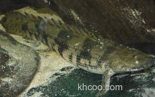 虎纹恐龙王鱼_1