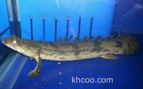 虎纹恐龙王鱼_3