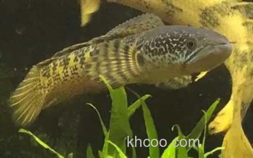虎纹恐龙王鱼_2