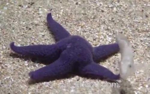 海星_2